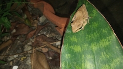 Polypedates leucomystax