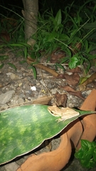 Polypedates leucomystax