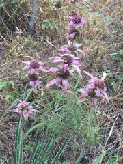Monarda viridissima