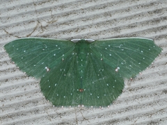 Prasinocyma iosticta