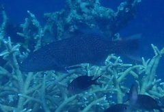 Plectropomus oligacanthus