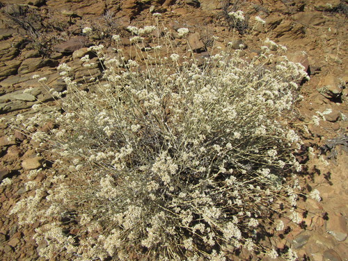 Image of Helichrysum zeyheri by (c) douglaseustonbrown, some rights reserved (CC BY-SA)