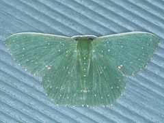 Prasinocyma iosticta