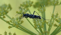 Chlorophorus herbstii