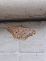 Geometridae