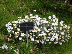 Rhodanthemum hosmariense
