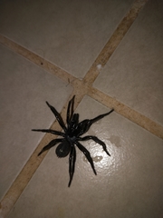 Hadronyche modesta