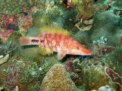 Oxycheilinus celebicus