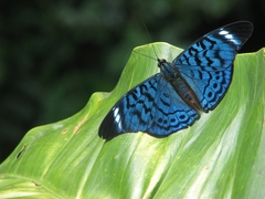 Panacea bleuzeni