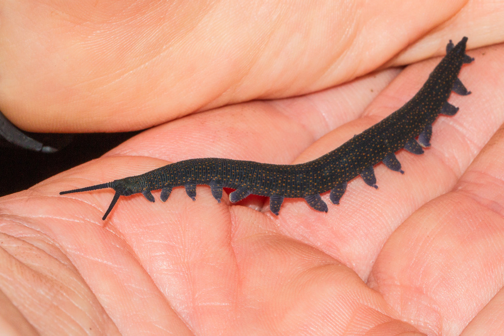 Southern Velvet Worms
