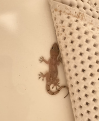 Hemidactylus mabouia