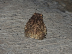 Duttaphrynus stomaticus