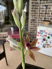 Phaius