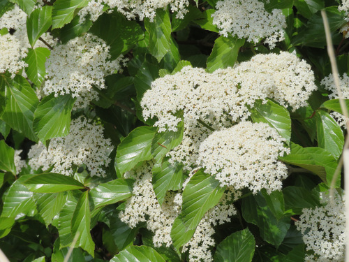 Image of Viburnum japonicum by (c) Marco Mussita, some rights reserved (CC BY)