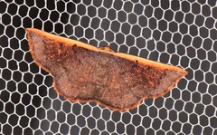 Picromorpha pyrrhopa