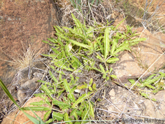 Blepharis subvolubilis