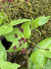 Thaspium trifoliatum trifoliatum