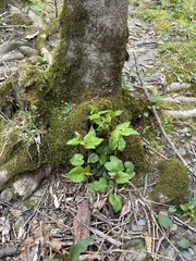 Thaspium trifoliatum trifoliatum