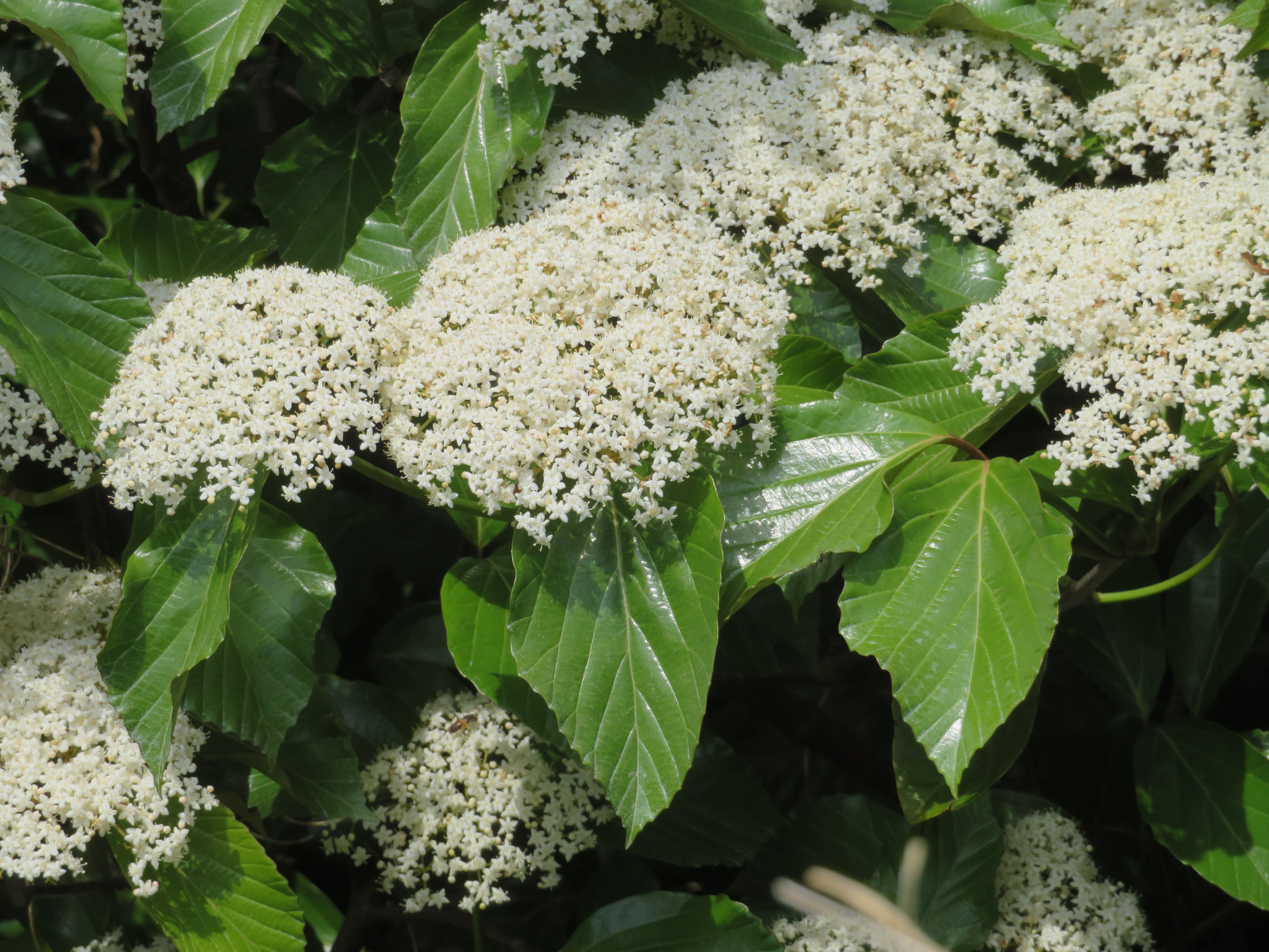 Viburnum japonicum (Thunb.) Spreng.