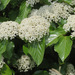Japanese Viburnum - Photo (c) belvedere04, some rights reserved (CC BY), uploaded by belvedere04