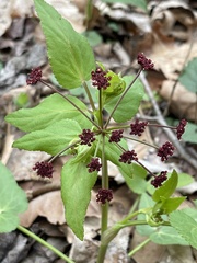 Thaspium trifoliatum trifoliatum