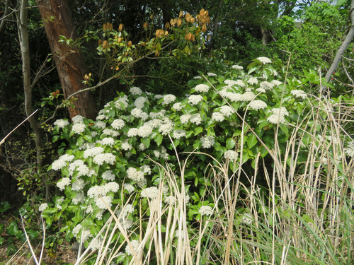 Image of Viburnum japonicum by (c) Marco Mussita, some rights reserved (CC BY)