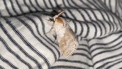 Calliteara pseudabietis