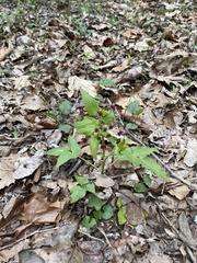Thaspium trifoliatum trifoliatum