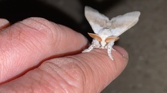 Calliteara pseudabietis