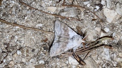 Calliteara pseudabietis