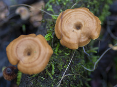 Lentinellus tasmanicus