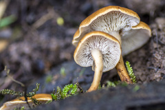 Lentinellus tasmanicus