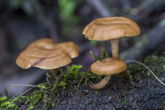 Lentinellus tasmanicus