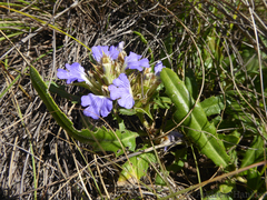 Blepharis subvolubilis