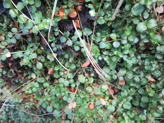Epilobium pedunculare