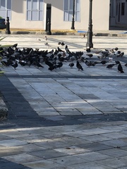 Columba livia domestica