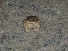 Duttaphrynus stomaticus