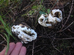 Ileodictyon cibarium