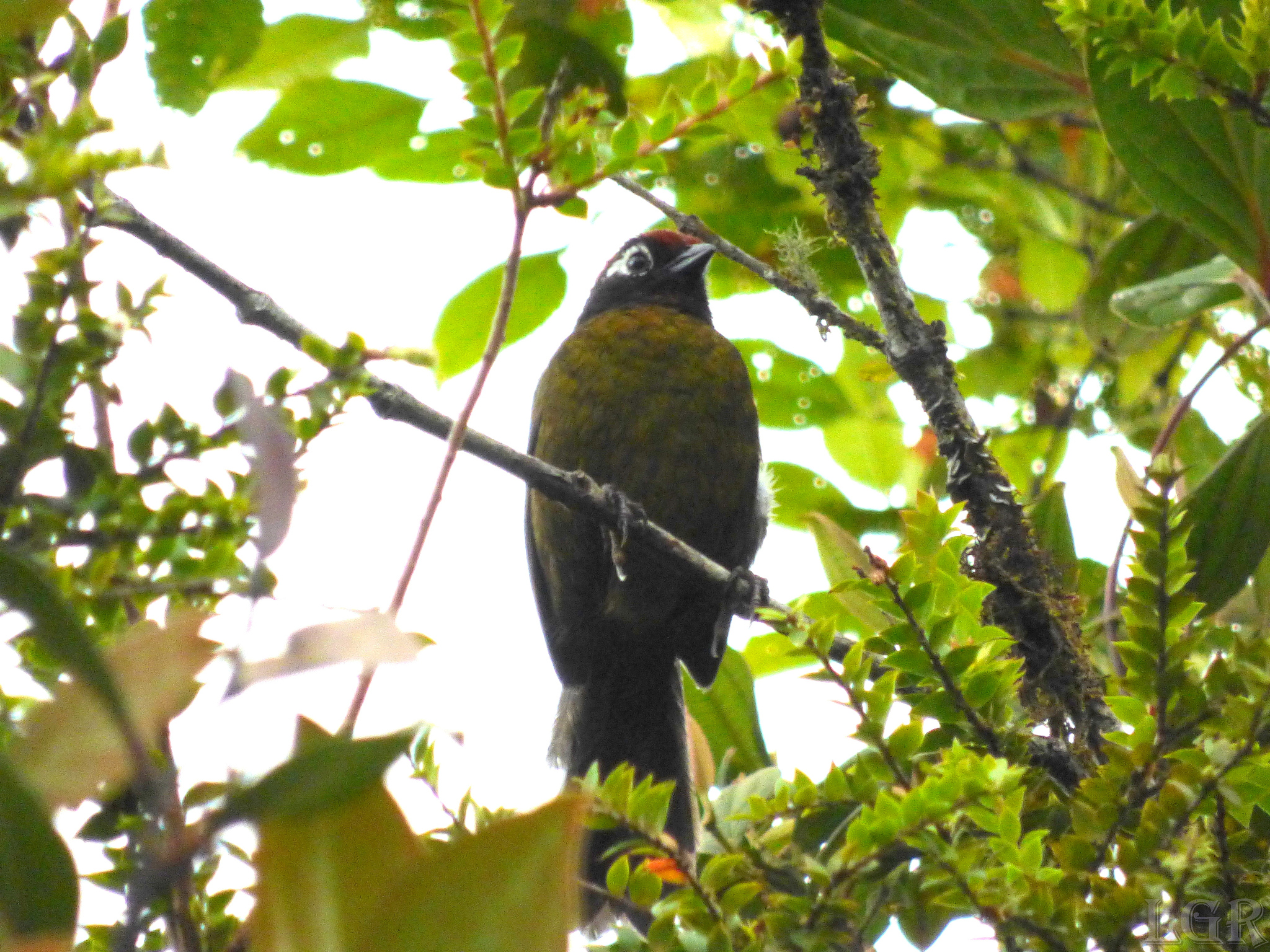 White-rimmed Brushfinch (Atlapetes leucopis), photo 3
