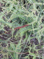 Machaerina teretifolia