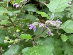 Solanum violaceum