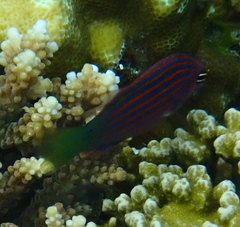 Pseudocheilinus hexataenia