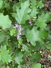 Solanum violaceum