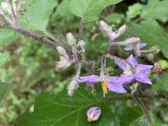 Solanum violaceum