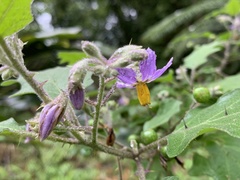Solanum violaceum