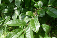 Rhamnus fallax