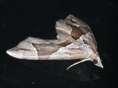 Chaetolopha oxyntis