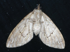 Chaetolopha oxyntis