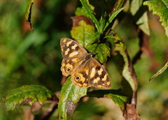 Heteronympha solandri