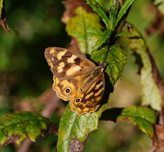 Heteronympha solandri